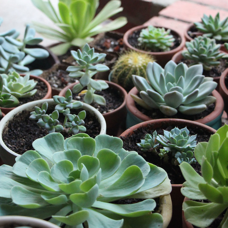 How to Grow Succulents in Artificial Light